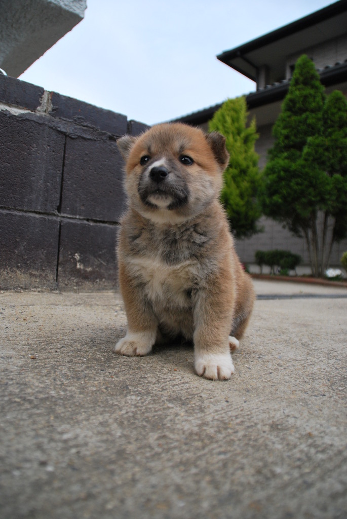 子犬