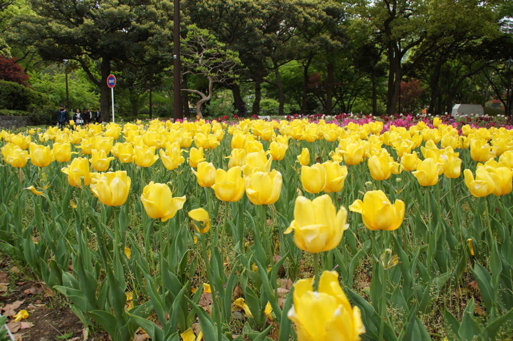 横浜公園のチューリップ