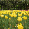 横浜公園のチューリップ