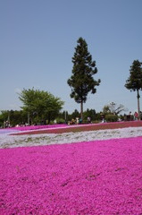 青空と芝桜