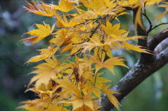 DSC03168