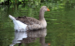 金鱗湖の鴨２