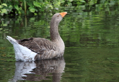 金鱗湖の鴨１