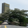栴檀の樹全体像