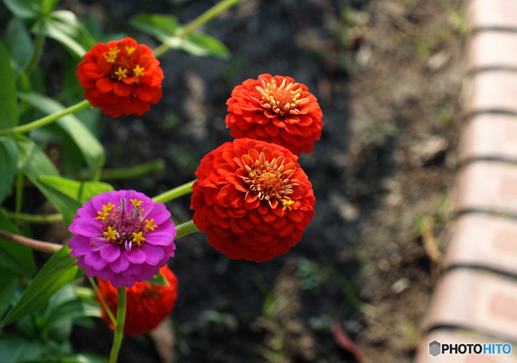 公園のマリーゴールドたち
