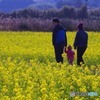 大寒～１００万本の菜の花畑