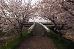 桜の門