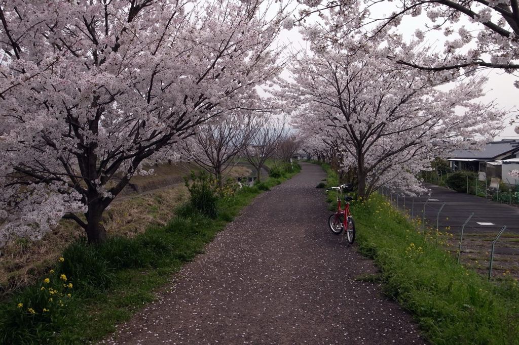 桜並木（トンネル）