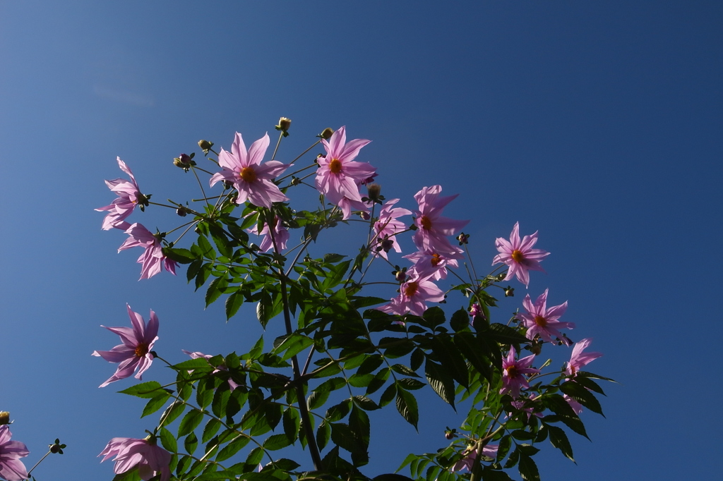 秋晴れの皇帝ダリア