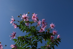 秋晴れの皇帝ダリア