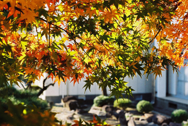 庭の紅葉