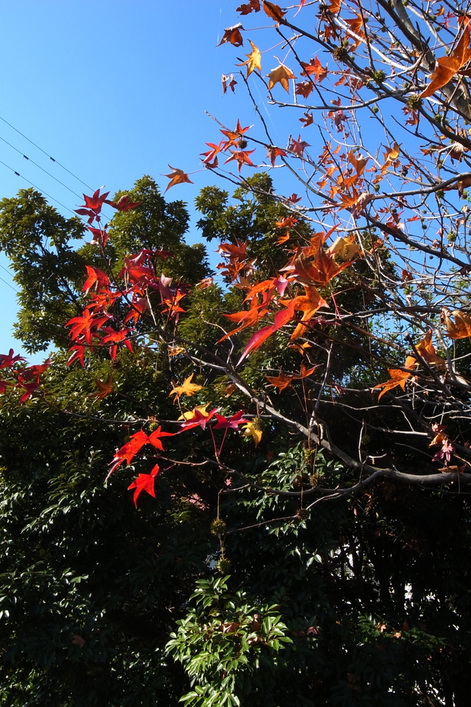 歩道から上を見上げれば・・・