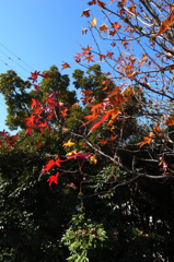 歩道から上を見上げれば・・・