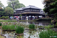 花菖蒲お茶会～雨風情