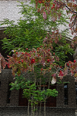 ハナミズキ・アート＃１