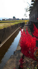 用水路の傍らに咲く