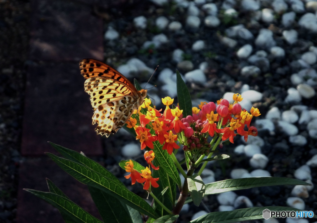 トウワタの花とヒョウモン蝶