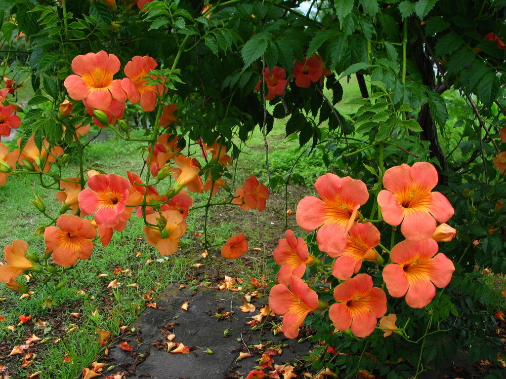 ノーゼンカズラの咲く散歩道