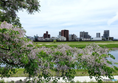 栴檀の花と白川対岸の様子