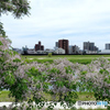 栴檀の花と白川対岸の様子