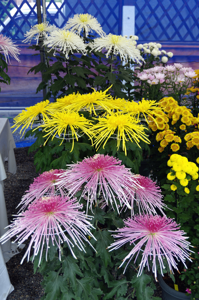 金賞・・・だったかな？