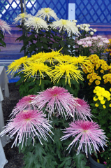 金賞・・・だったかな？