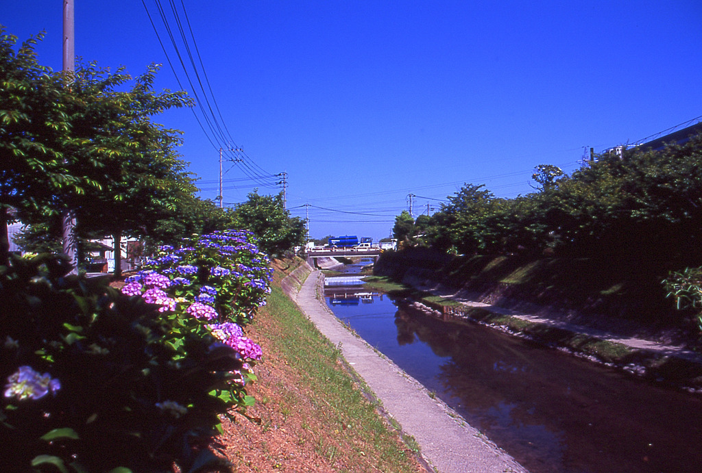 あじさいの散歩道２