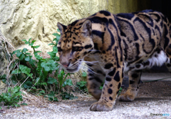 ユキヒョウのお出ましだ