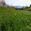 春の小川　散策＃５