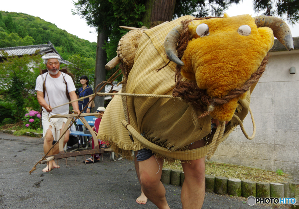 さなぶり祭り～牛さんの入場