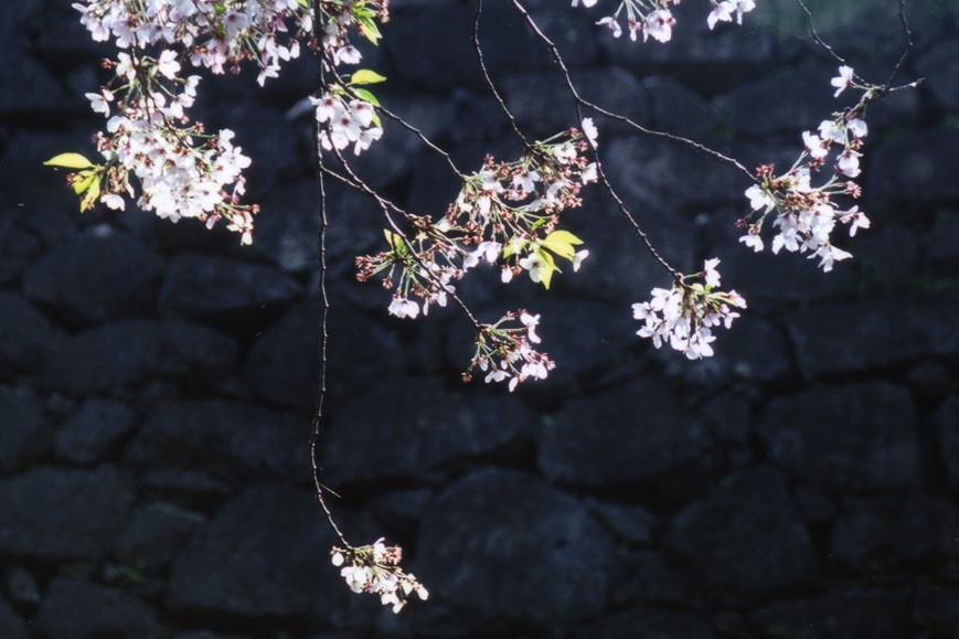 華煌めく