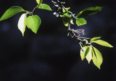 葉桜の輝き