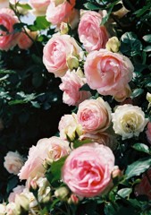Roses #1