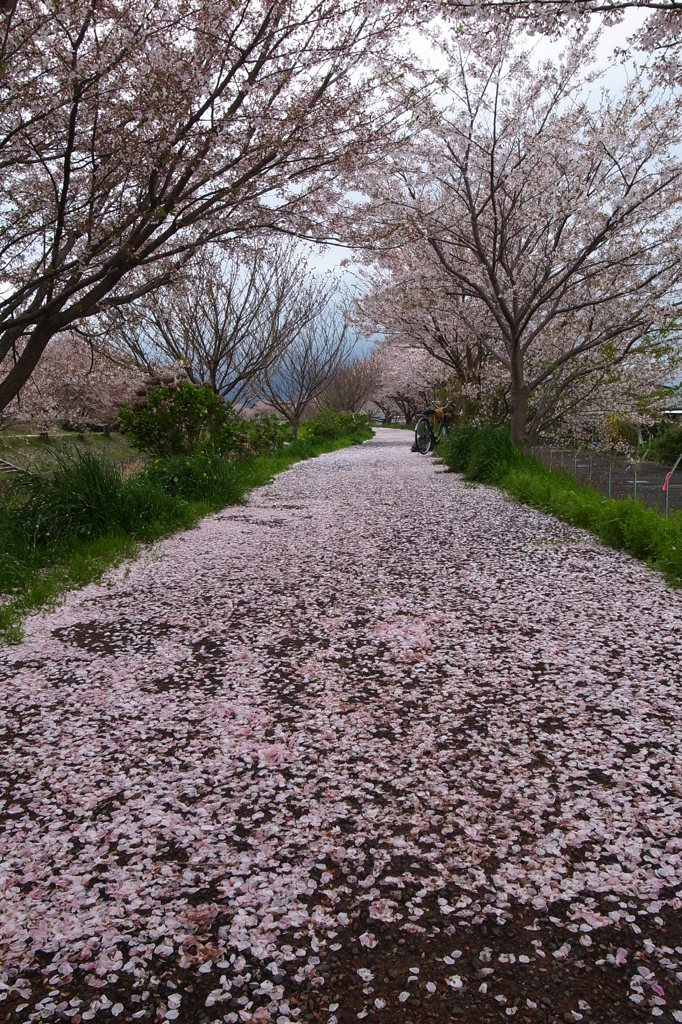 桜花雪のごとく＃２