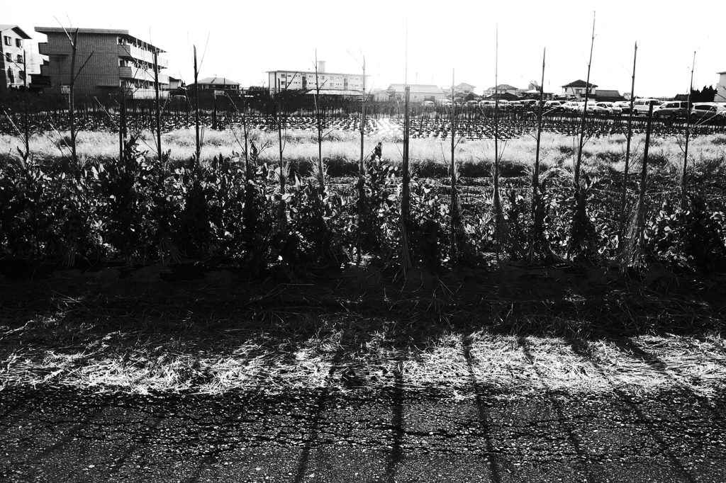 Young Pea-Plants In Winter