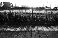 Young Pea-Plants In Winter