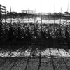 Young Pea-Plants In Winter