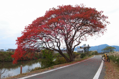 秋の水無川遊歩道