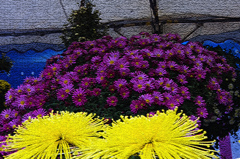 菊花アート・クラッキング