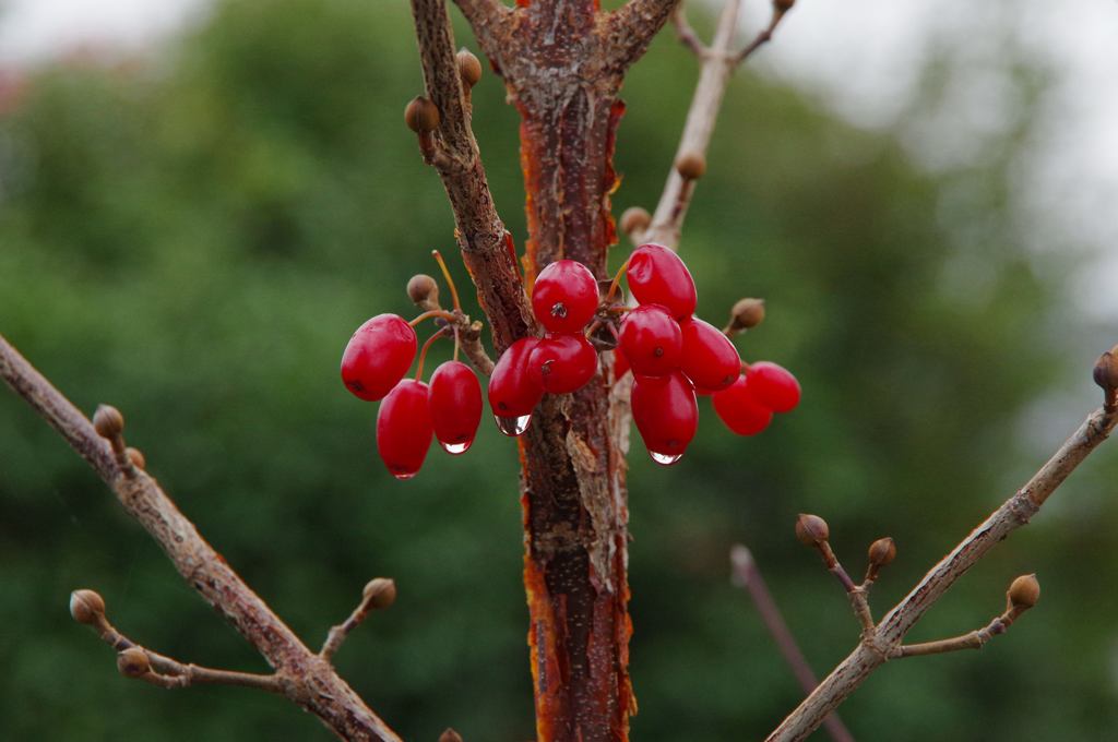 師走／庭木も冬じたく
