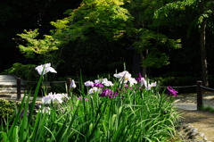 花菖蒲の咲く庭／松浜軒