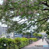 初夏～栴檀の花咲く遊歩道