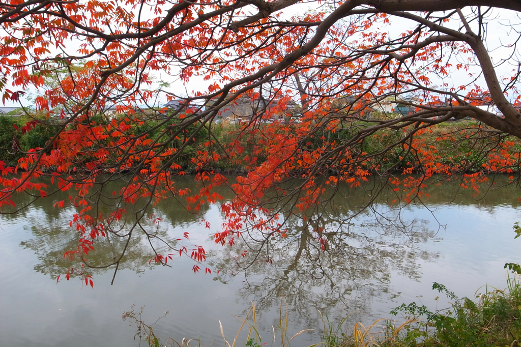 秋の水無川下流