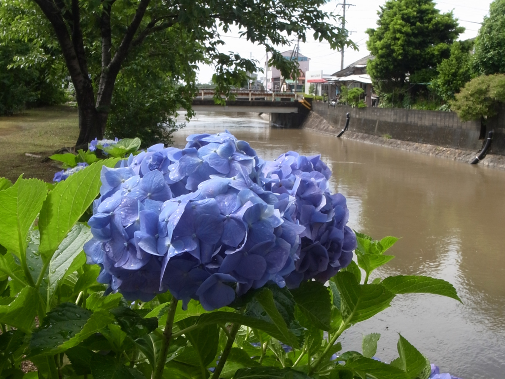 梅雨の水無川