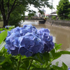 梅雨の水無川