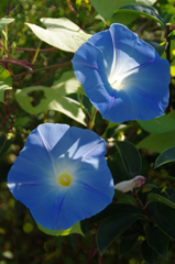 Heavenly Blue（西洋朝顔）＃１