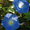 Heavenly Blue（西洋朝顔）＃１