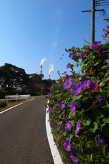 散歩道から