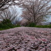 桜花雪のごとく