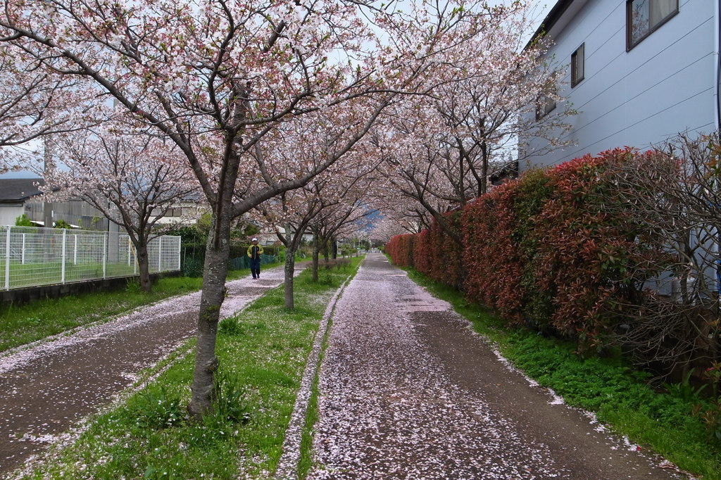 桜花雪のごとく＃１